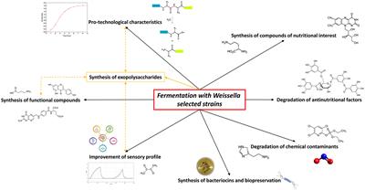 The Weissella and Periweissella genera: up-to-date taxonomy, ecology, safety, biotechnological, and probiotic potential